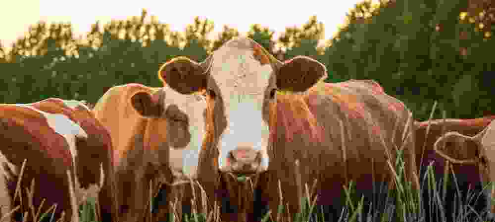 EPPPA - Ethiopian Poultry Producers and Processors Association